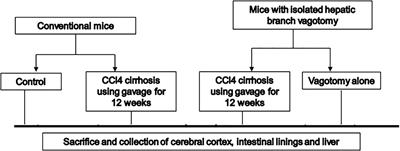 Hepatic Branch Vagotomy Modulates the Gut-Liver-Brain Axis in Murine Cirrhosis